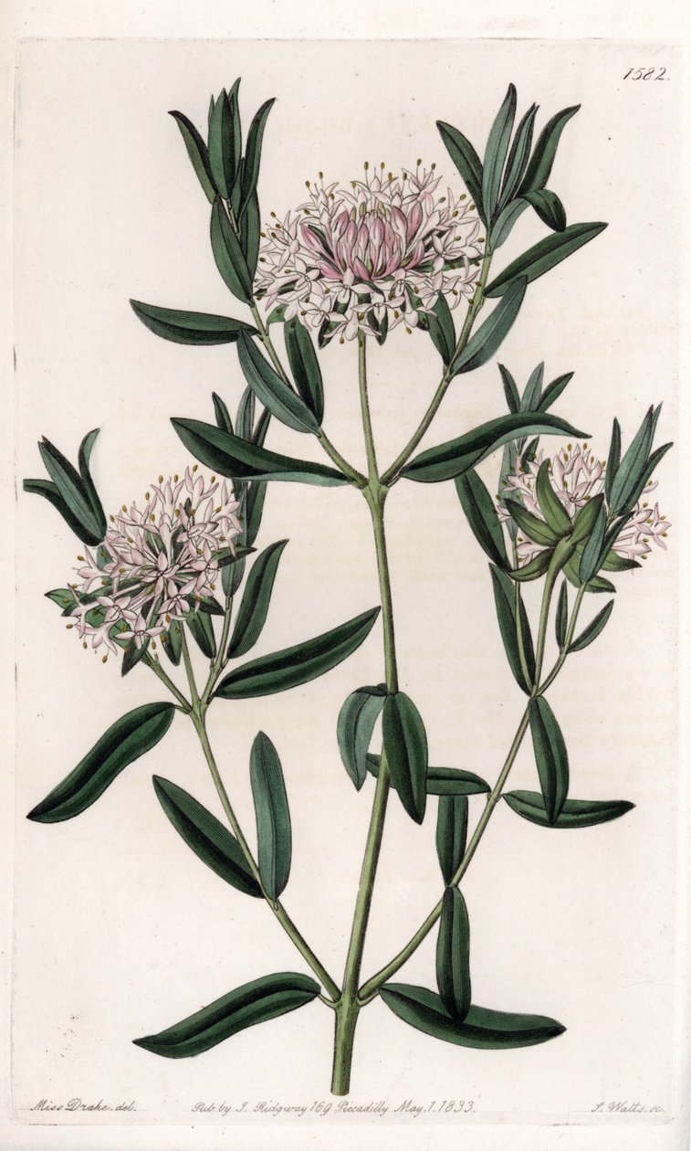 Pimelea sylvestris, Ausztráliában őshonos – S. Watts vésette, Sarah Anne Drake (1803-1857) illusztrációja alapján, a Sydenham Edwards (1768-1819) botanikai nyilvántartásából, Angliából alkotó: Sydenham Teast Edwards