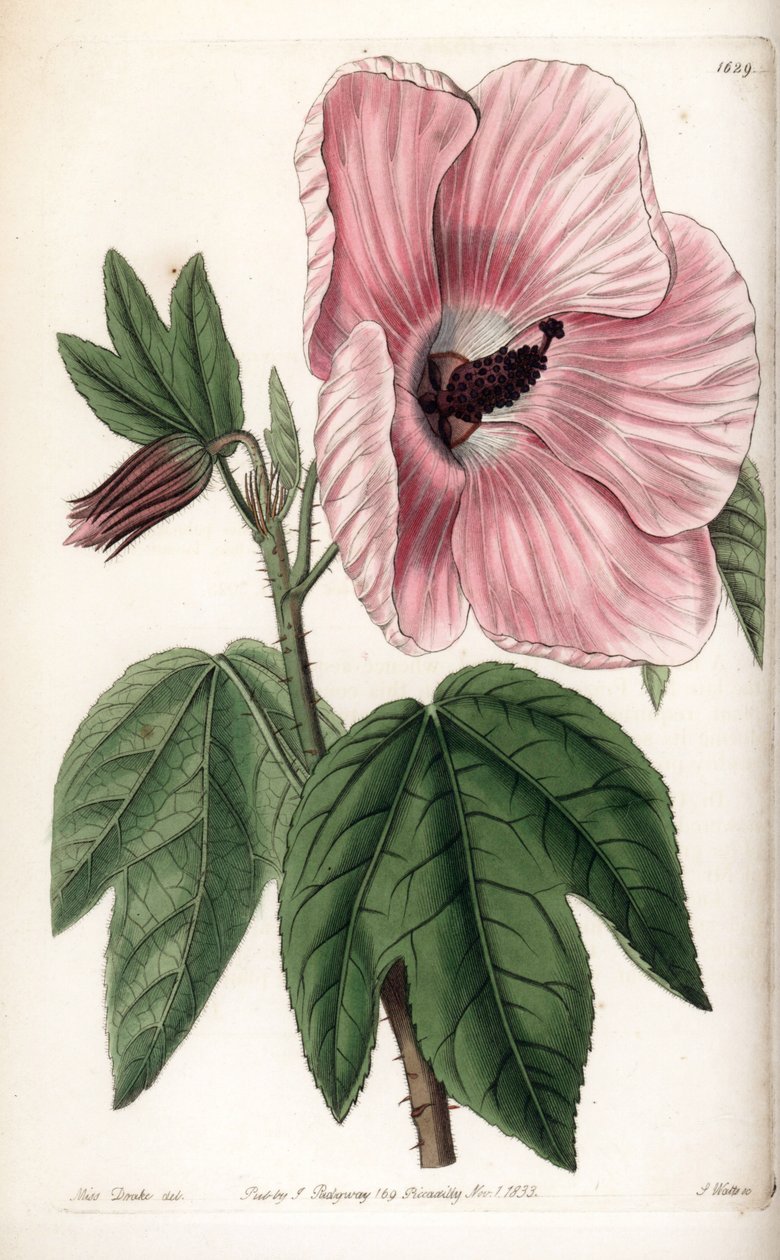 Rózsaszín hibiszkusz – S.Watts által gravírozott lemez, Sarah Anne Drake (1803-1857) illusztrációjáról, a Sydenham Edwards (1768-1819) botanikai nyilvántartásából, Angliából alkotó: Sydenham Teast Edwards