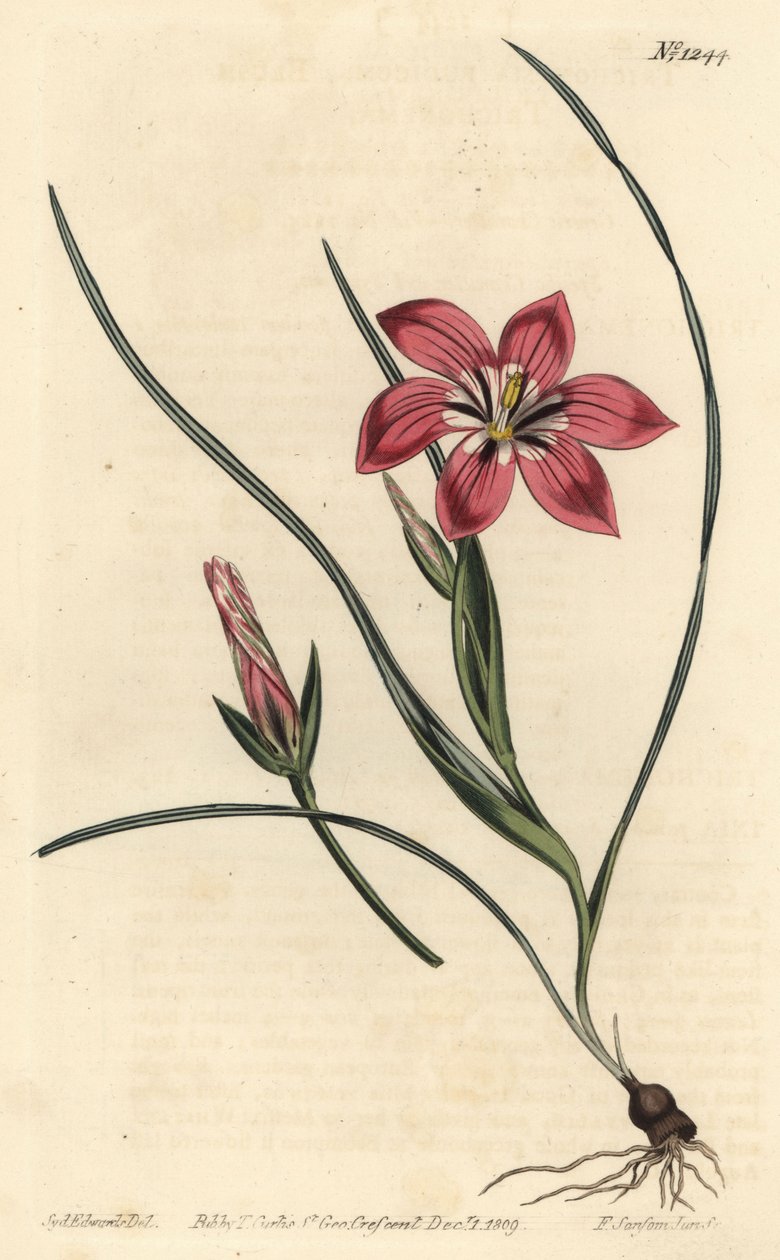 Pink froetang, Romulea flava (Blush trichonema, Trichonema pudicum). F. Sansom Jr. kézi színű rézmetszete Sydenham Edwards illusztrációja után a William Curtis Botanical Magazine-ból, T. Curtis, London alkotó: Sydenham Teast Edwards