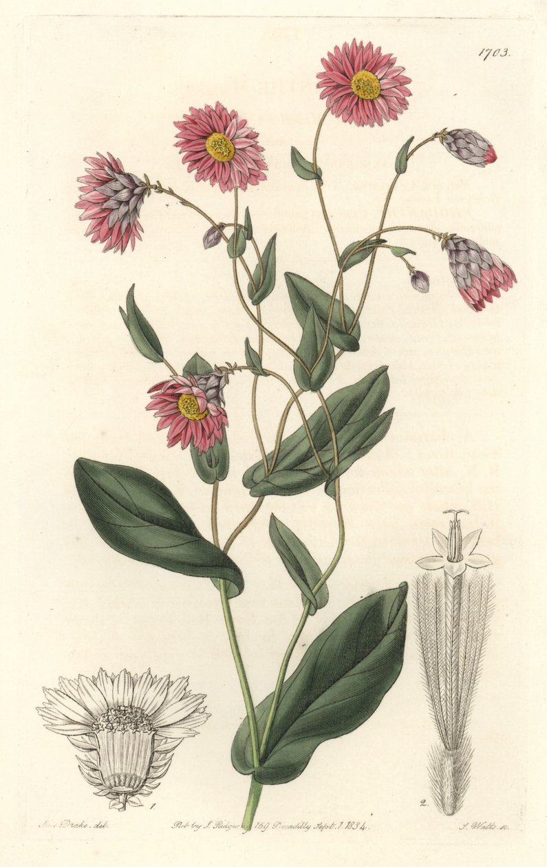 Rózsaszín rhodanthe, Ausztráliában őshonos – S. Watts erős víz Sarah Anne Drake (1803-1857) illusztrációjáról, a botanikai nyilvántartásból alkotó: Sydenham Teast Edwards