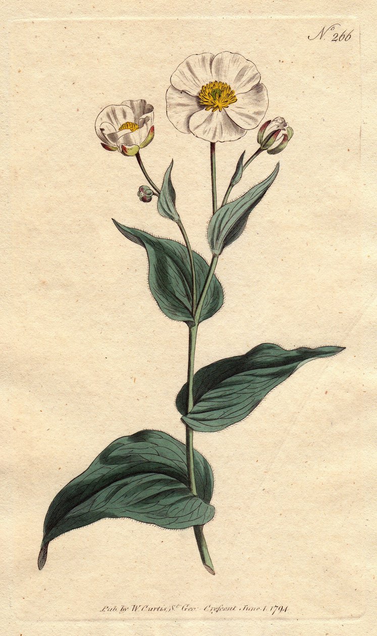 Útifű leveles boglárka fehér virágokkal és sárga szívvel. Útifűlevelű varjúláb fehér virágokkal és sárga szemmel. Ranunculus amplexicaulis. Kézi színű rézmetszet Sydenham Edwards botanikai illusztrációjából William Curtis „” című művéből alkotó: Sydenham Teast Edwards
