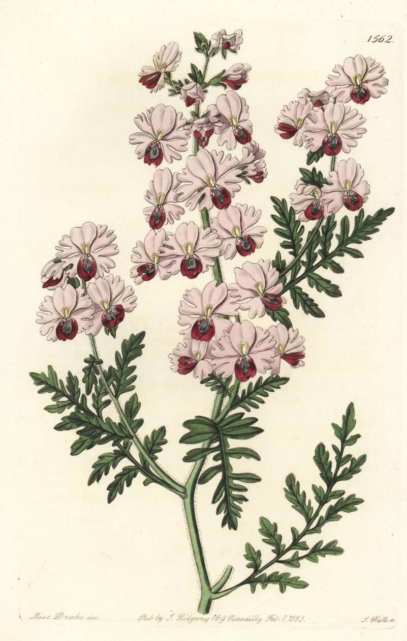Szegényember orchidea, Pinnált schizanthus törpe fajta, Schizanthus pinnatus humilis. S. Watts kézi színű rézmetszet Miss Sarah Drake illusztrációja nyomán a Sydenham Edwards Botanical Register-ből, Ridgeway, London alkotó: Sydenham Teast Edwards