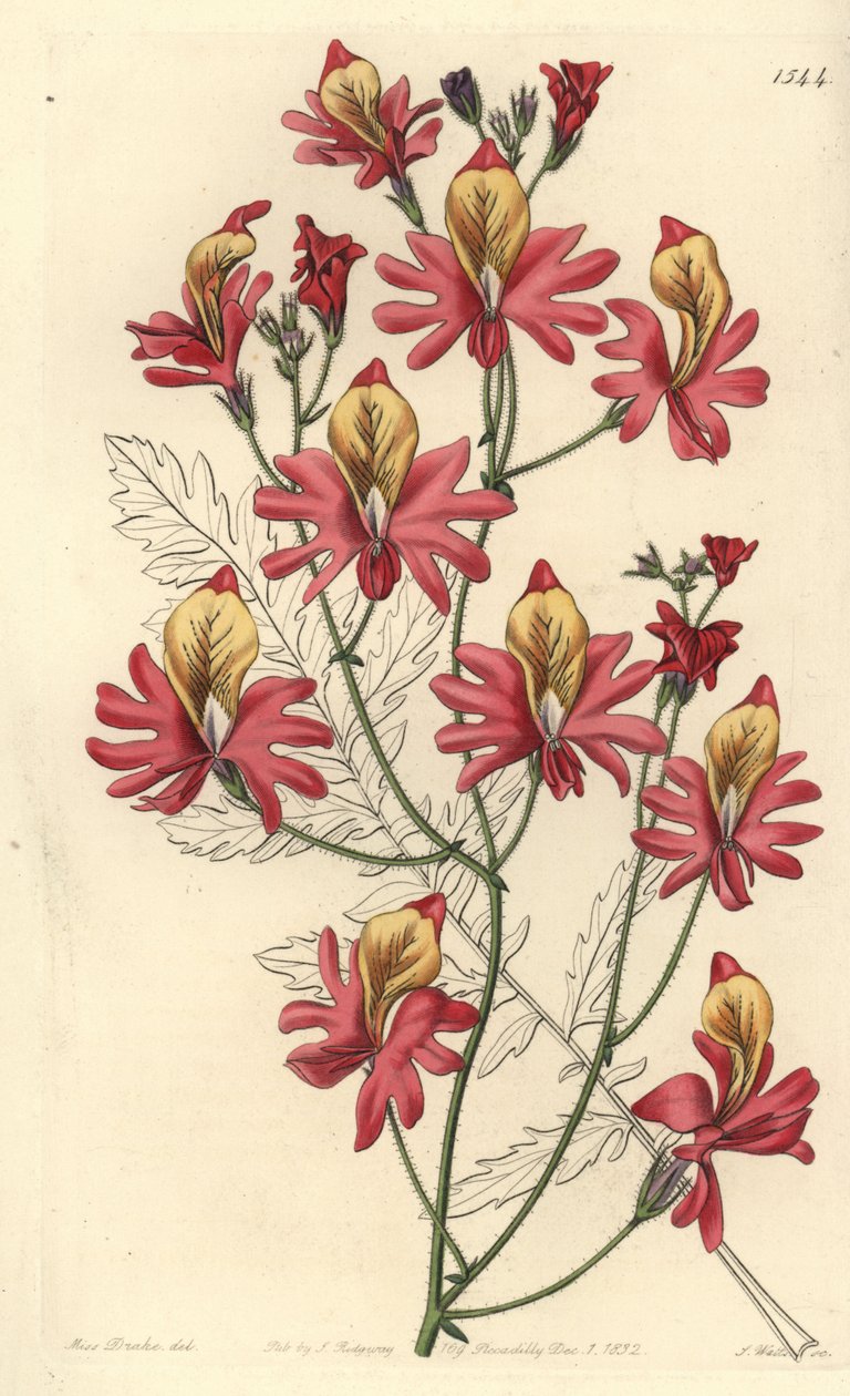 Szegény ember orchideája, Schizanthus grahamii (Tompa szirmú schizanthus, Schizanthus retusus). S. Watts kézi színű rézmetszet Miss Sarah Drake illusztrációja nyomán a Sydenham Edwards Botanical Register-ből, Ridgeway, London alkotó: Sydenham Teast Edwards