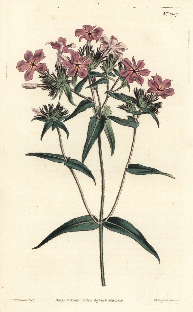 Prairie Phlox - Szőrös phlox vagy lychnidea, Phlox pilosa. F. Sansom Jr. kézi színű rézmetszete Sydenham Edwards illusztrációja után a William Curtis Botanical Magazine-ból, T. Curtis, London alkotó: Sydenham Teast Edwards