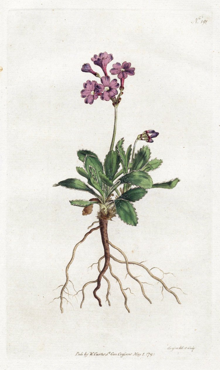 Primevere marginee – Sydenham Edwards litográfiája (1768-1819), lemez William Curtis Botanical Magazine-jából (1746-1799) alkotó: Sydenham Teast Edwards