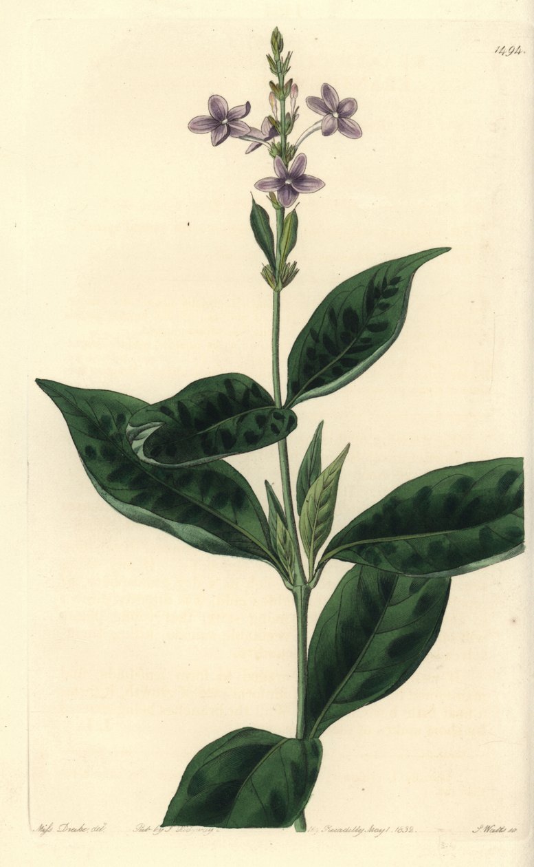 Pseuderanthemum faecundum (Ever-blowing eranthemum, Eranthemum faecundum). S. Watts kézi színű rézmetszet Miss Sarah Drake illusztrációja nyomán a Sydenham Edwards Botanical Register-ből, Ridgeway, London alkotó: Sydenham Teast Edwards