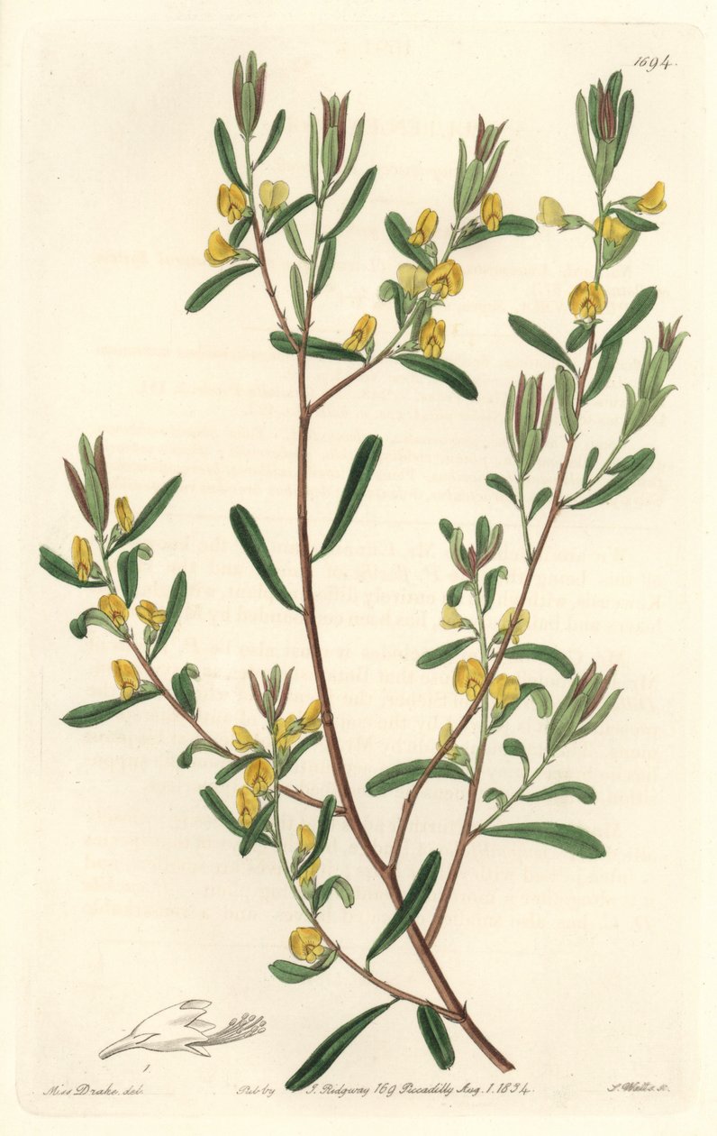 Pultanea flexilis, Ausztráliában őshonos – S. Watts erős víz Sarah Anne Drake (1803-1857) illusztrációjáról, a Botanikai Nyilvántartásból alkotó: Sydenham Teast Edwards