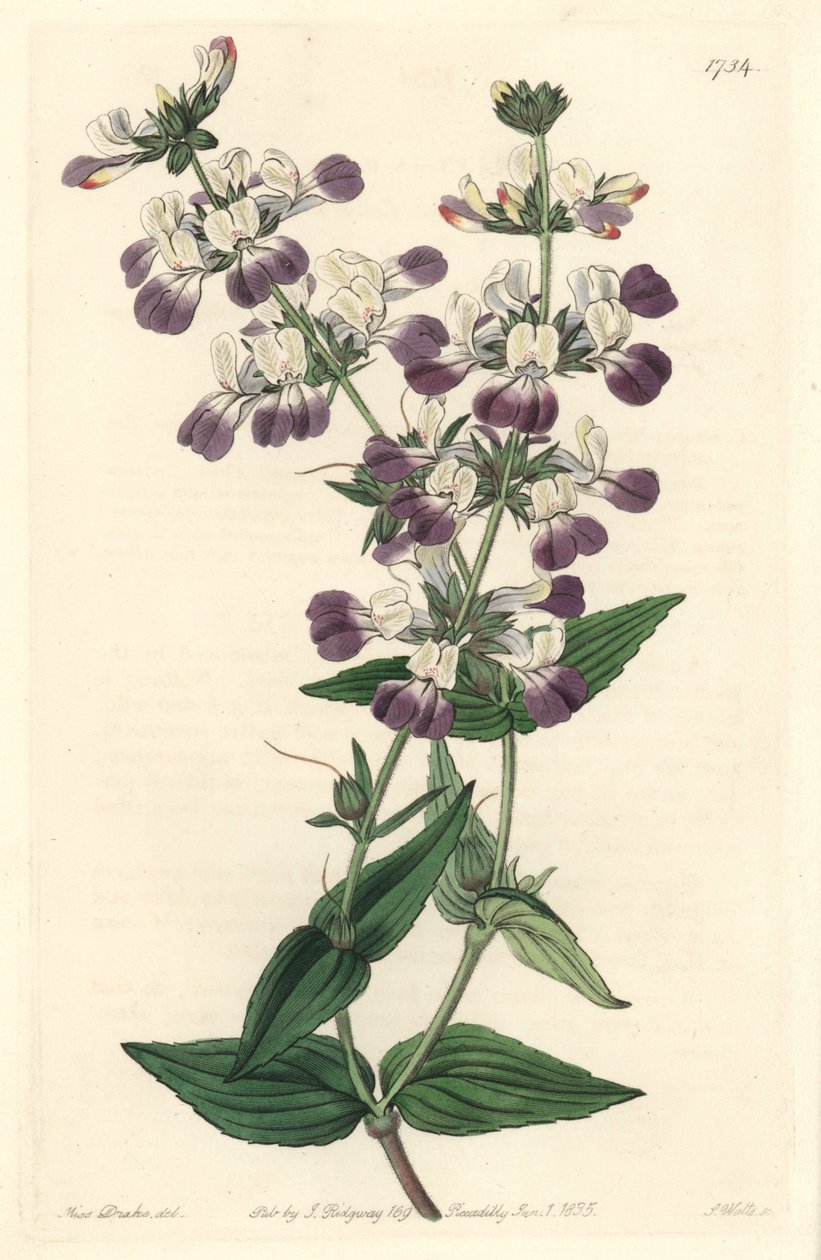 Lila kínai pagoda, eredetileg Kaliforniából – S. Watts Erős víz Sarah Anne Drake (1803-1857) illusztrációjából, a Botanical Registerből alkotó: Sydenham Teast Edwards