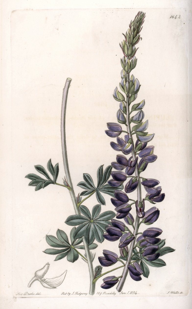 Purple Lupine Variete – S.Watts gravírozása, Sarah Anne Drake (1803-1857) illusztrációja alapján, a Sydenham Edwards (1768-1819) botanikai nyilvántartásából, Angliából alkotó: Sydenham Teast Edwards