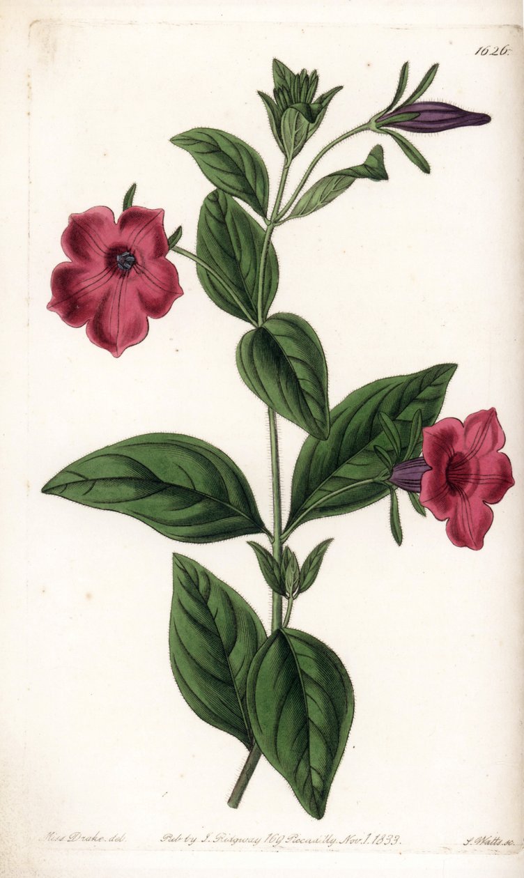 Lila virágú petúnia – S.Watts által gravírozott tábla Sarah Anne Drake (1803-1857) illusztrációjáról, a Sydenham Edwards (1768-1819) botanikai nyilvántartásából, Anglia alkotó: Sydenham Teast Edwards