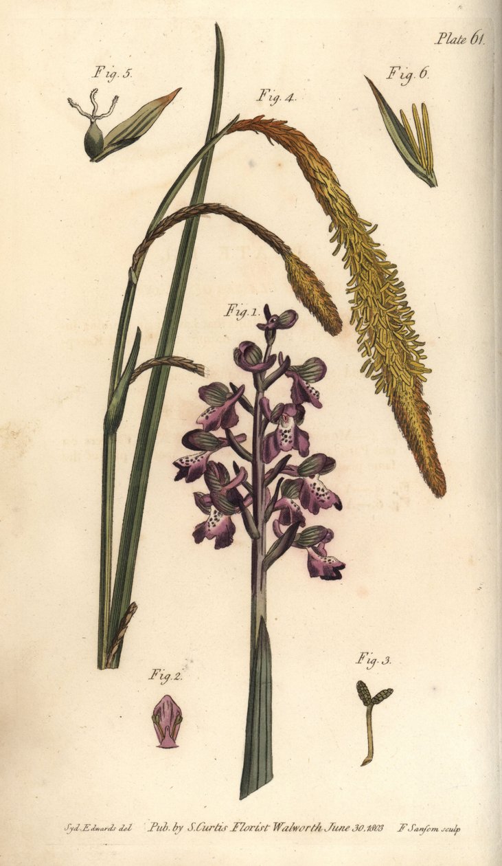 Lila orchidea, hím orchidea, Gynandria alkotó: Sydenham Teast Edwards