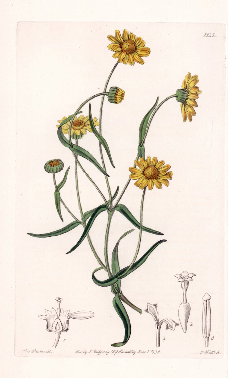 Daisy kaliforniai királynő – S. Watts metszet, Sarah Anne Drake (1803-1857) illusztrációja alapján, Sydenham Edwards (1768-1819) botanikai nyilvántartásából, Angliából alkotó: Sydenham Teast Edwards