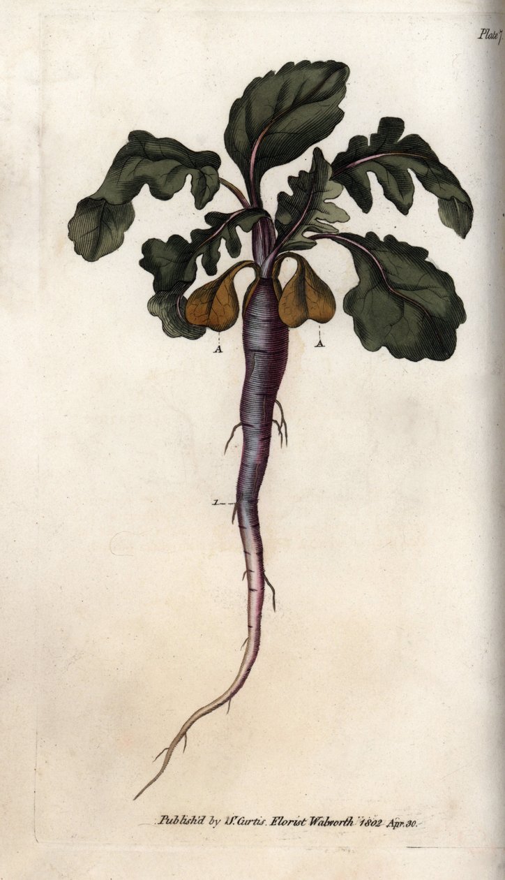 Retek, potagere gyökér. Színes rézmetszet, Sydenham Edwards (1768-1819) illusztrációja a Lambethi Botanikus Kert (Anglia) botanikai konferenciájához alkotó: Sydenham Teast Edwards
