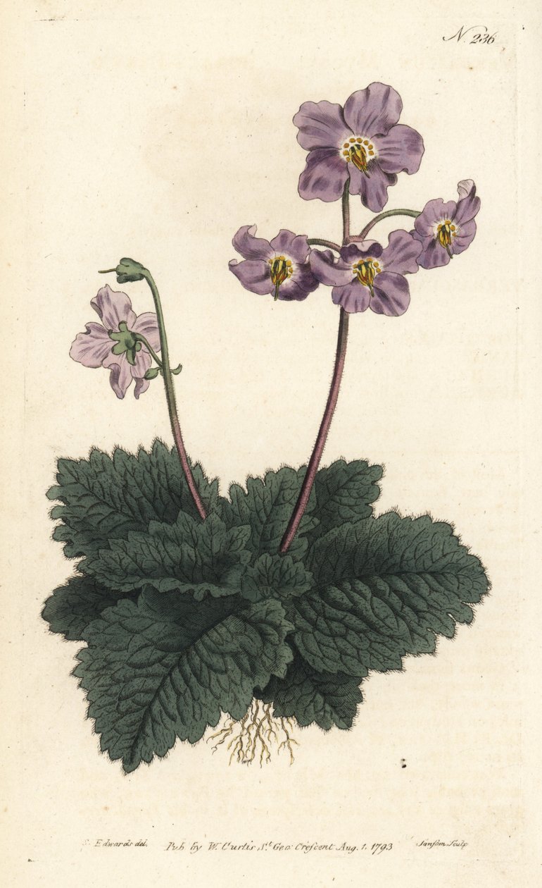 Ramondy (vagy ramonde) a Pireneusok - pireneusi ibolya, Ramonda myconi (Borage-Lev