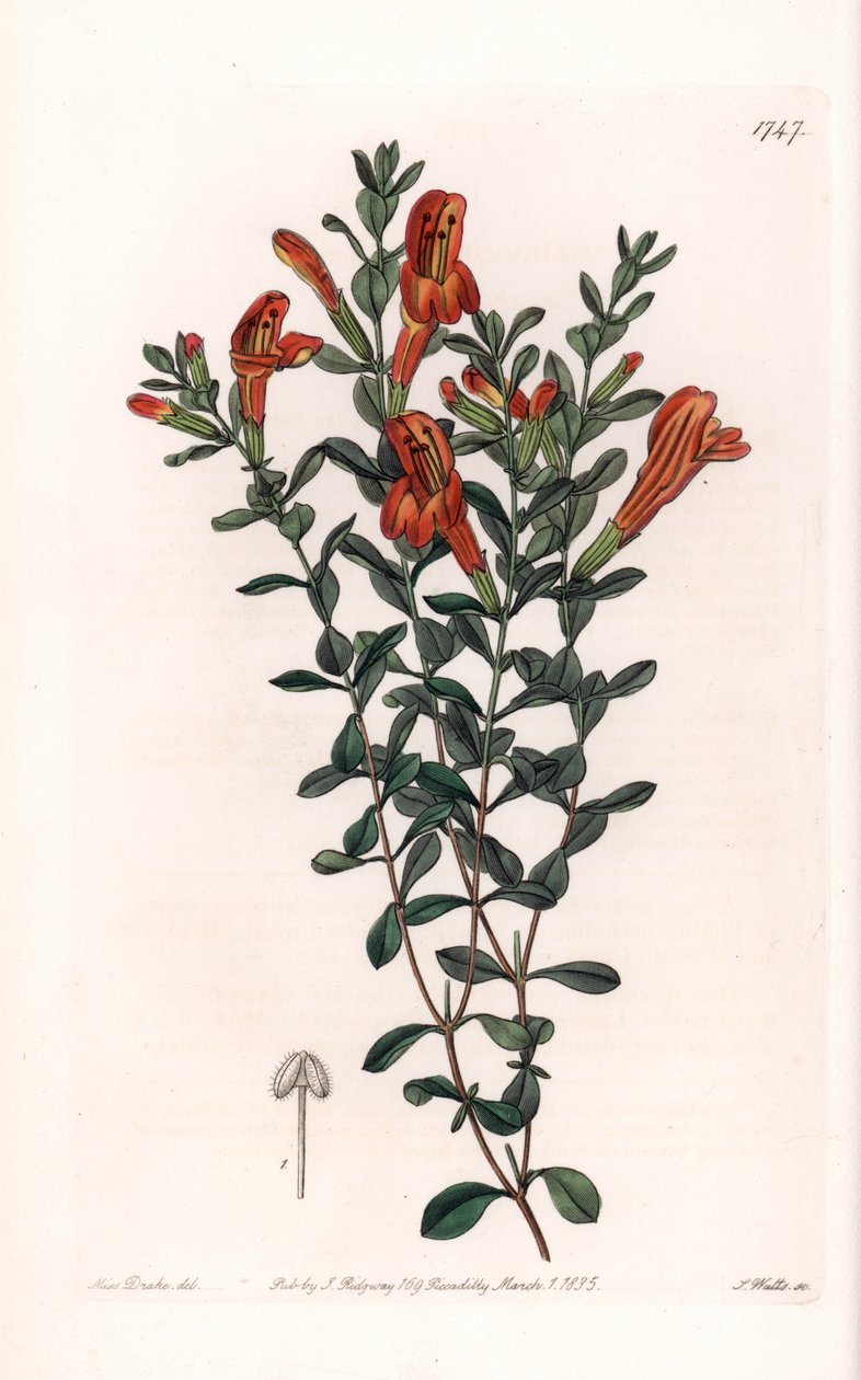 Red Clinopode Variete – S. Watts metszete, Sarah Anne Drake (1803-1857) illusztrációja alapján, a Sydenham Edwards (1768-1819) botanikai nyilvántartásából, Angliából alkotó: Sydenham Teast Edwards