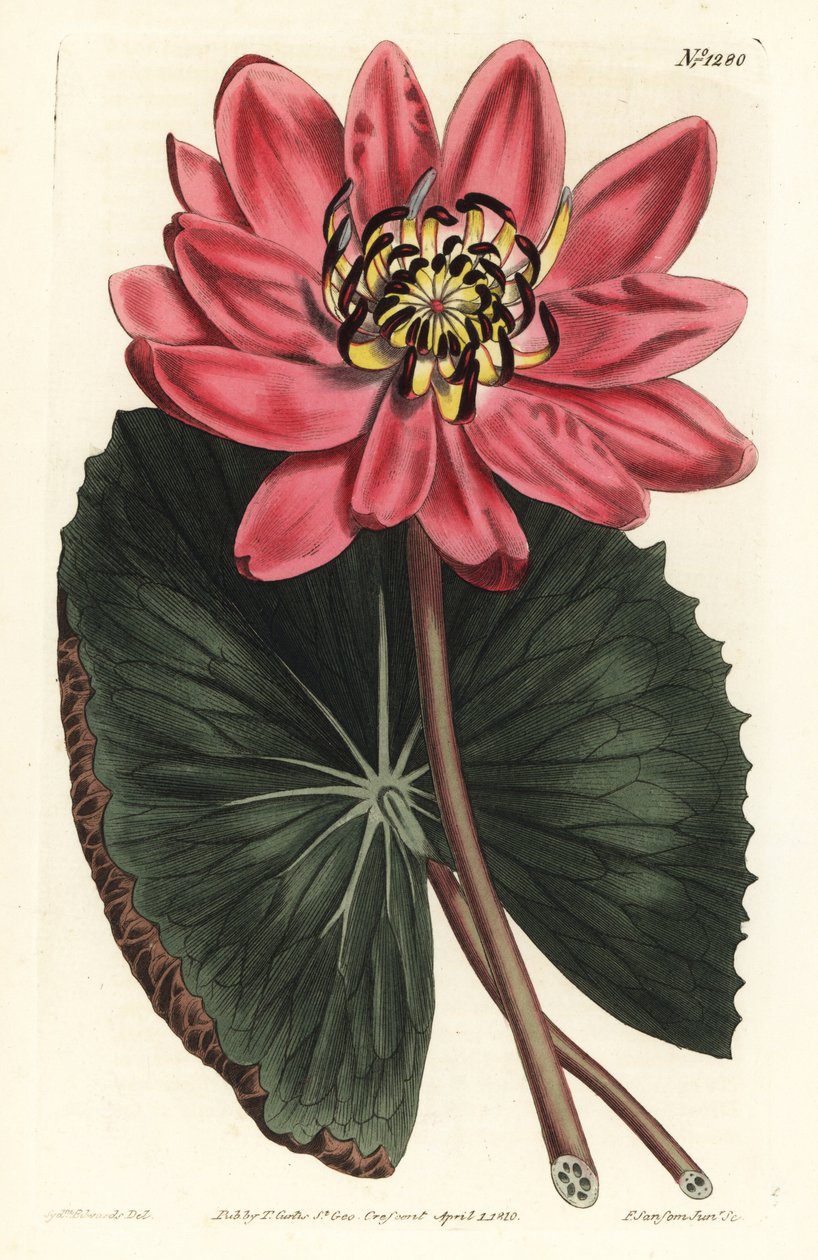 Red Lotus - Piros virágú tavirózsa, Nymphaea rubra. F. Sansom Jr. kézi színű rézmetszete Sydenham Edwards illusztrációja után a William Curtis Botanical Magazine-ból, T. Curtis, London alkotó: Sydenham Teast Edwards