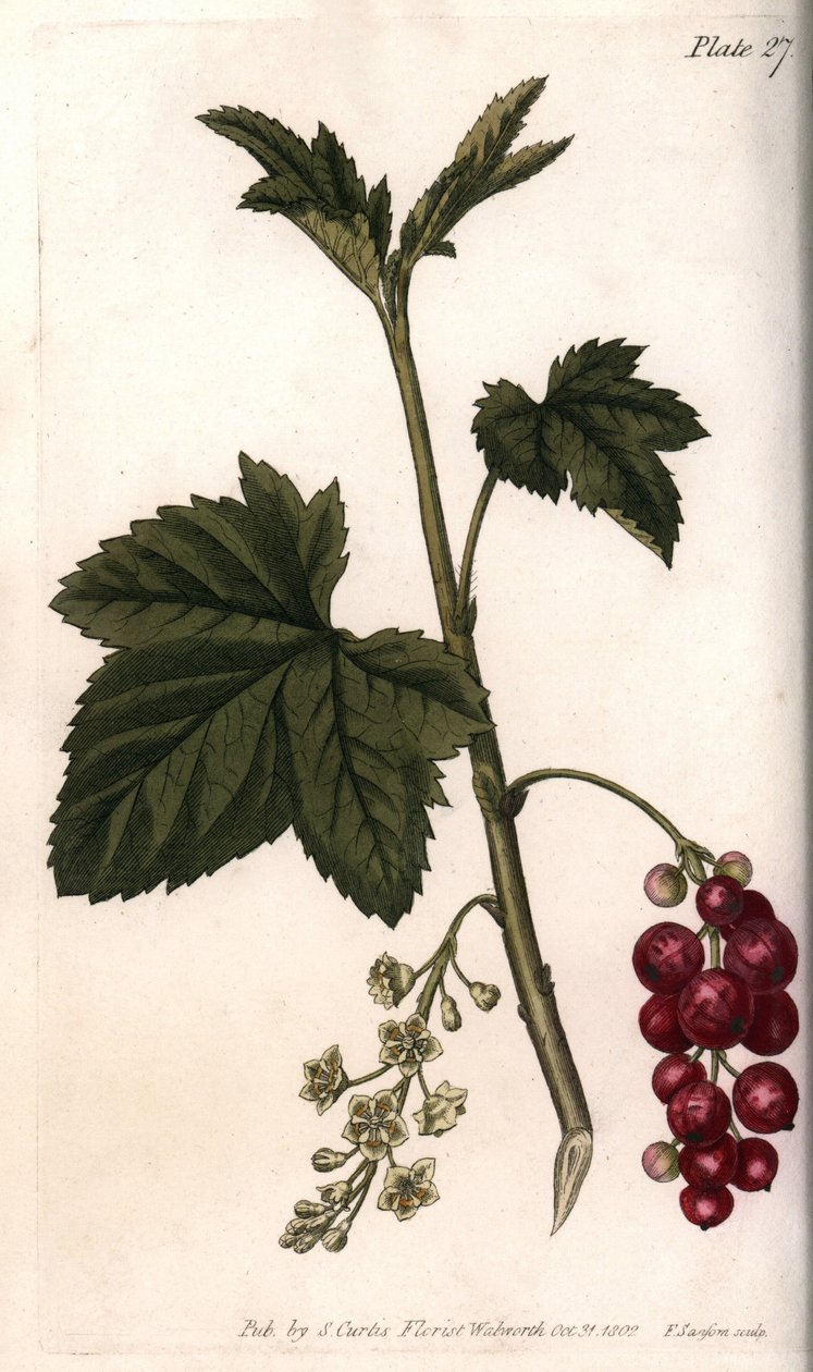 Ribizli. Színes rézmetszet, Sydenham Edwards (1768-1819) illusztrációja a Lambethi botanikus kert konferenciájához (Anglia) alkotó: Sydenham Teast Edwards