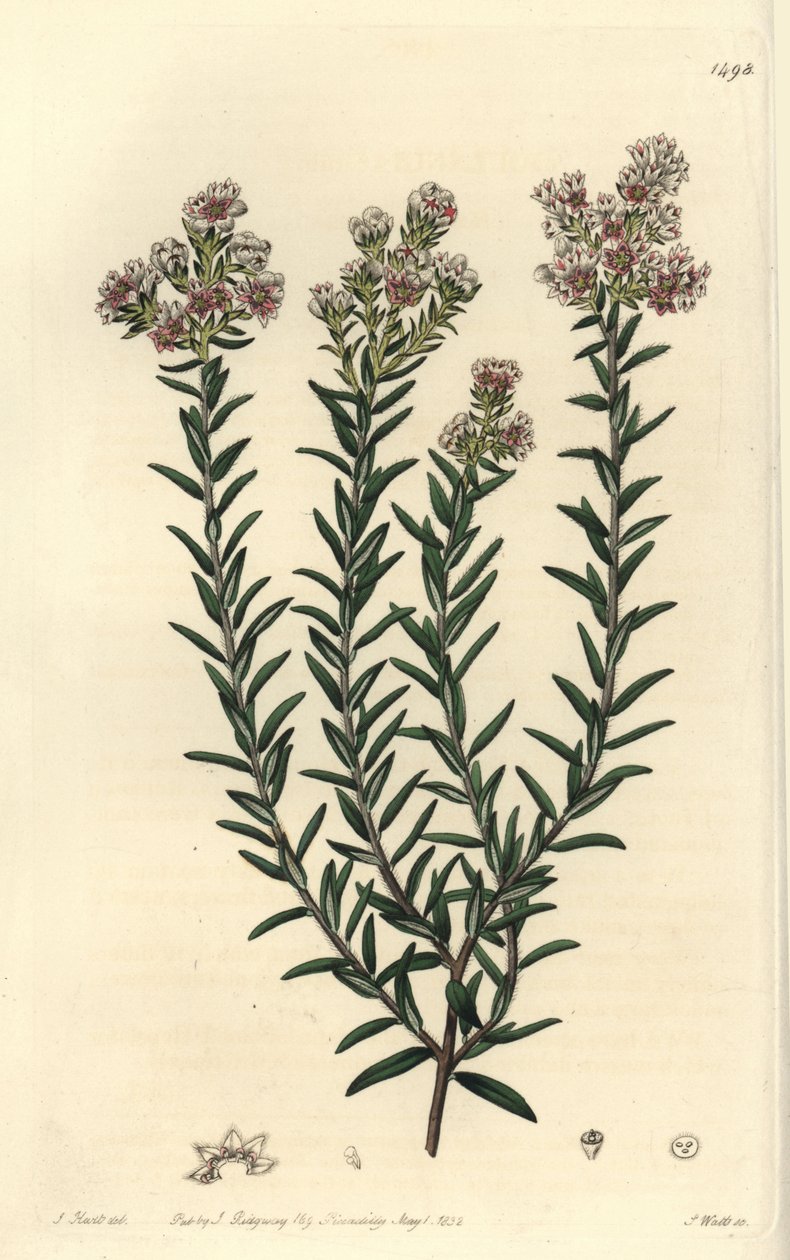 Piros soulangia, Soulangia rubra. S. Watts kézi színű rézmetszet J. Hart illusztrációja nyomán a Sydenham Edwards Botanical Register-ből, Ridgeway, London alkotó: Sydenham Teast Edwards