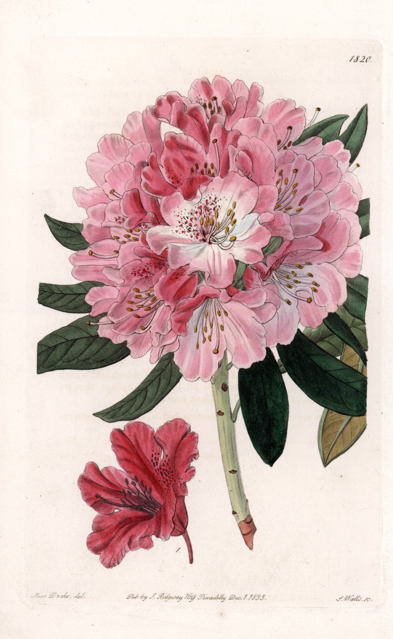 Rhododendron Hybrid Variete – S.Watts gravírozása, Sarah Anne Drake (1803-1857) illusztrációja alapján, a Sydenham Edwards (1768-1819) botanikai nyilvántartásából, Angliából alkotó: Sydenham Teast Edwards