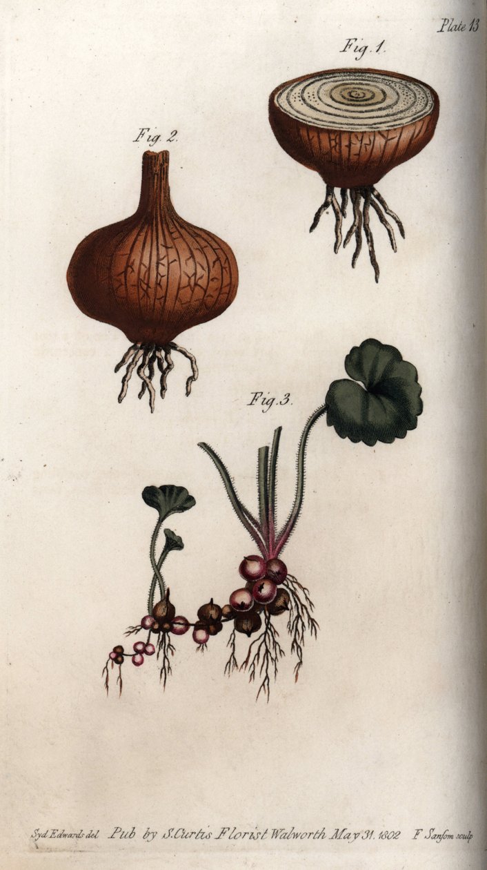 Hagyma gyökerei és hagymái és szaxifrage, granulátum vagy úgynevezett hagymák. Színes rézmetszet, Sydenham Edwards (1768-1819) illusztrációja a Lambethi Botanikus Kert (Anglia) botanikai konferenciájához alkotó: Sydenham Teast Edwards