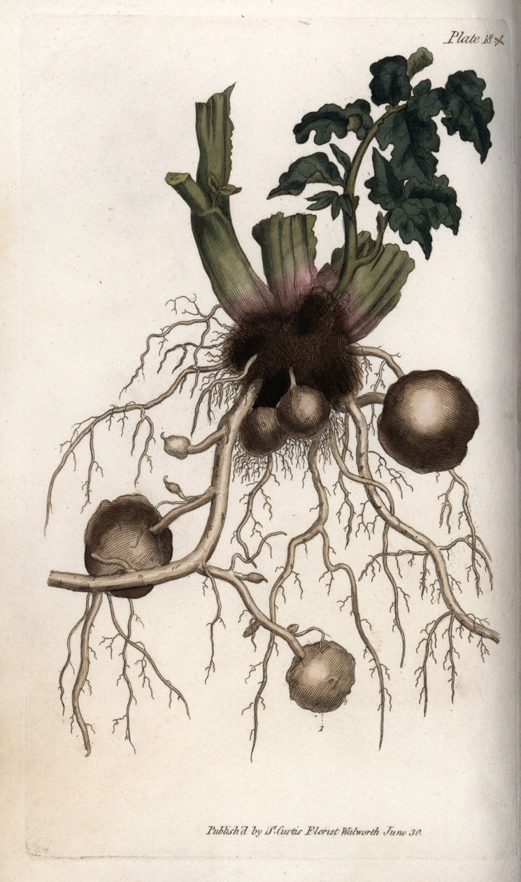 A vetőburgonya gyökerei és gumói. Színes rézmetszet, Sydenham Edwards (1768-1819) illusztrációja a Lambethi Botanikus Kert (Anglia) botanikai konferenciájához alkotó: Sydenham Teast Edwards