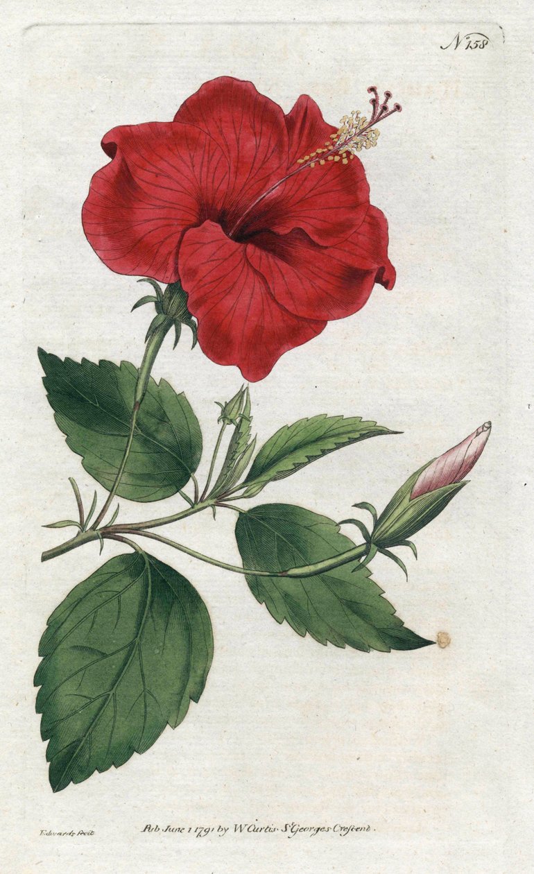 Rose de Chine – Sydenham Edwards litográfiája (1768-1819), lemez William Curtis Botanical Magazine-jából (1746-1799) alkotó: Sydenham Teast Edwards