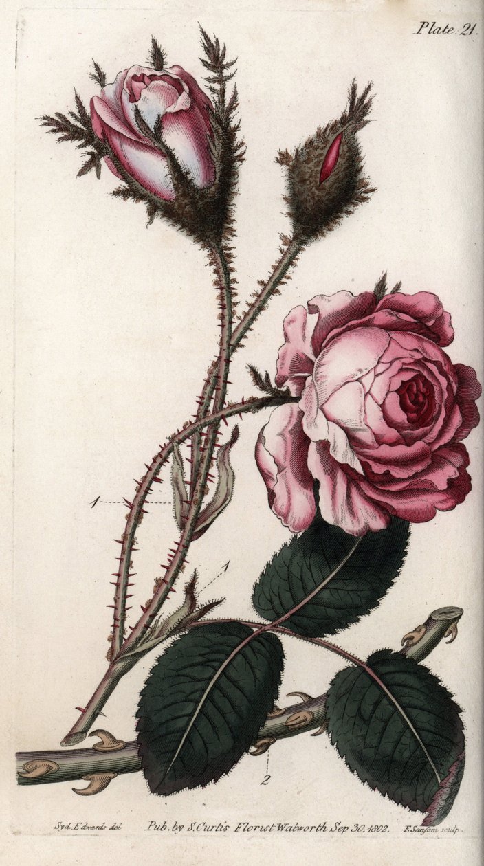 Rózsa, rózsa virág száz levele. Színes rézmetszet, Sydenham Edwards (1768-1819) illusztrációja a Lambethi Botanikus Kert (Anglia) botanikai konferenciájához alkotó: Sydenham Teast Edwards
