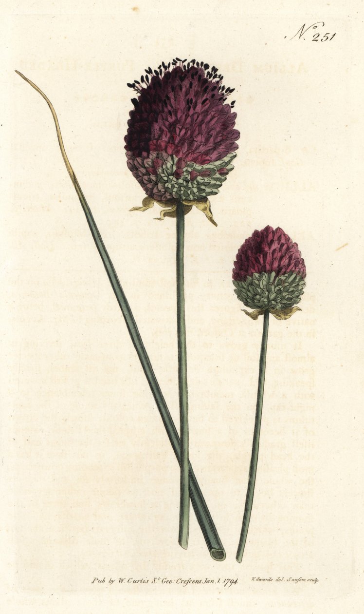 Kerekfejű fokhagyma, Allium sphaerocephalon (Bíborfejű fokhagyma, Allium descendens). Sansom kézzel színezett rézmetszet Sydenham Edwards illusztrációja nyomán William Curtis Botanical Magazine Londonból alkotó: Sydenham Teast Edwards