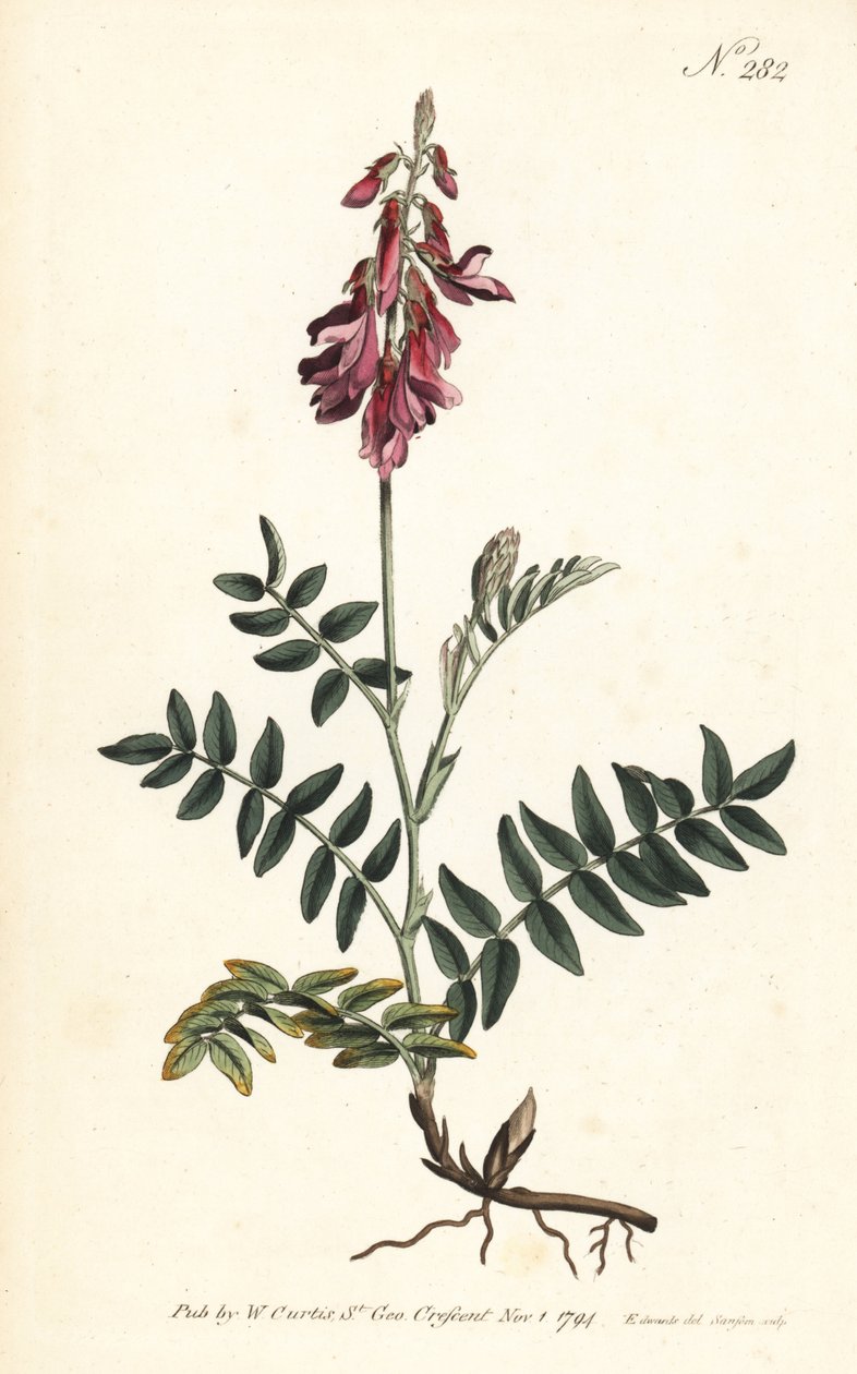 Sainfoin des Alpes - alpesi sáfrány, Hedysarum hedysaroides (Kúszó gyökerű hedysarum obscurum) - Sansom kézi színű rézmetszete Sydenham Edwards illusztrációja után, William Curtis Botanical Magazine, London, alkotó: Sydenham Teast Edwards