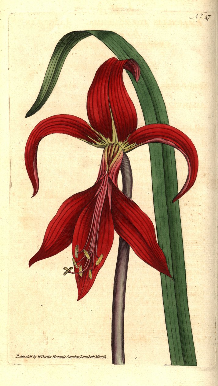 Szent Jakab liliom - Jakab liliom vagy azték liliom, Sprekelia formosissima (Jacobean amaryllis, Amaryllis formosissima). Kézzel színezett rézmetszet és botanikai illusztráció James Sowerbytől, William Curtis The Botanical Magazine-jából, Lambeth Marsh, L alkotó: Sydenham Teast Edwards