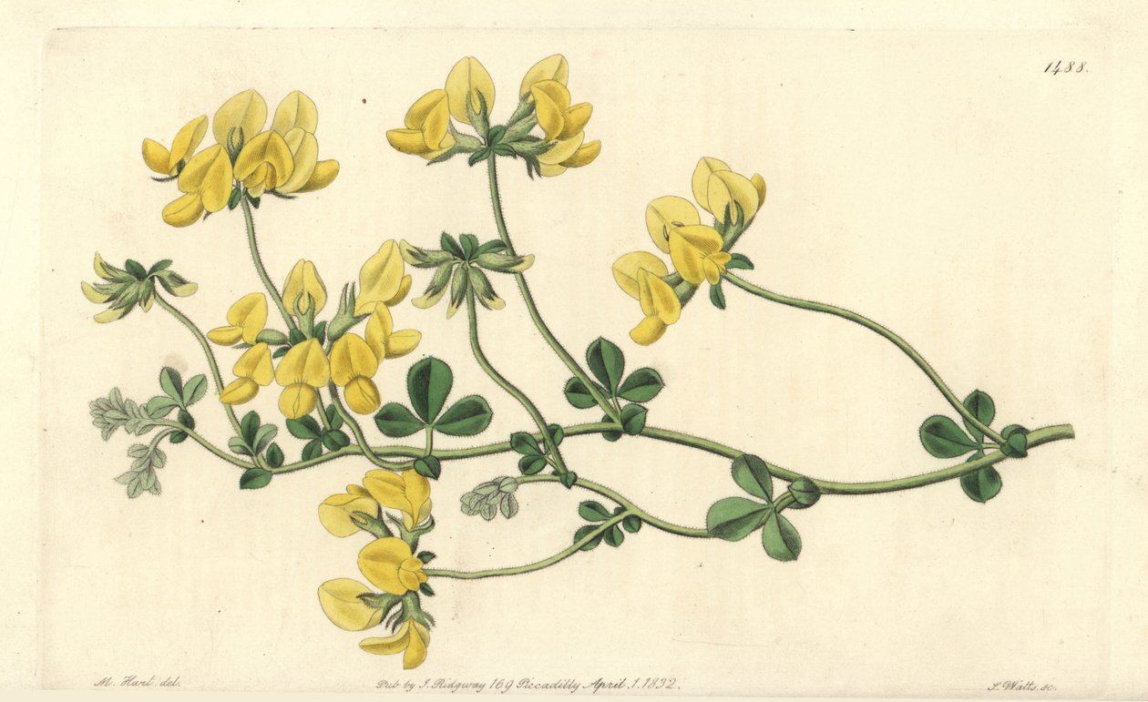 Homoklótusz – Homoklótusz, Lotus arenarius. S. Watts kézi színű rézmetszet M. Hart illusztrációja után a Sydenham Edwards Botanical Register-ből, Ridgeway, London alkotó: Sydenham Teast Edwards