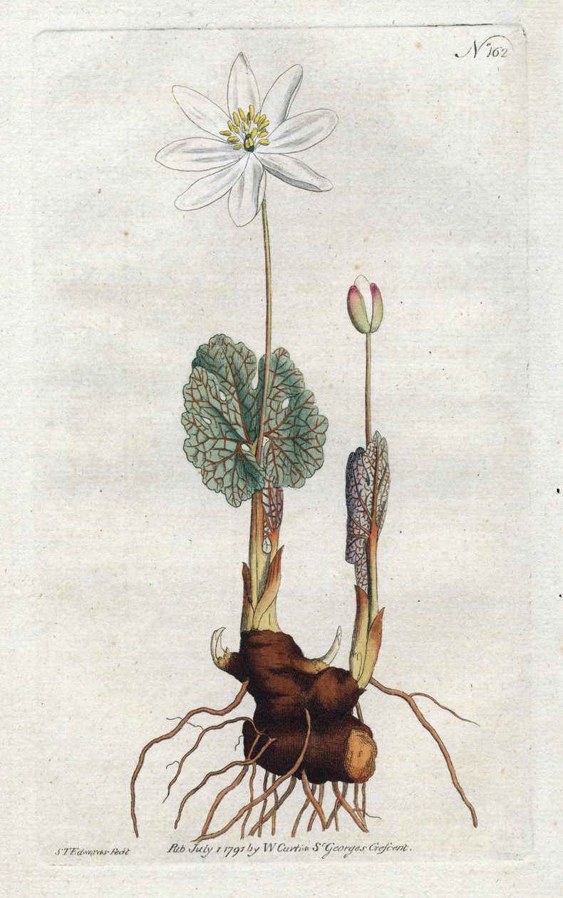 Sanguinaire du Canada – Sydenham Edwards litográfiája (1768-1819), lemez William Curtis Botanical Magazine-jából (1746-1799) alkotó: Sydenham Teast Edwards