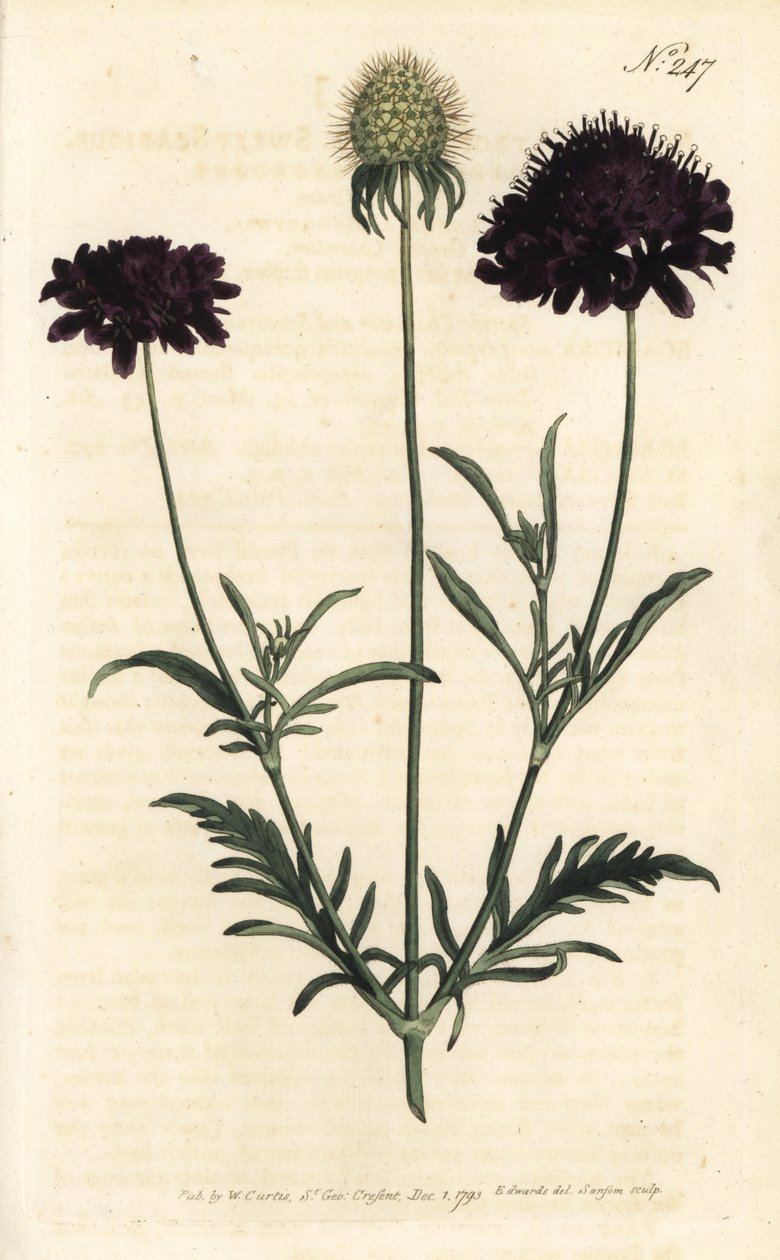 A kertek rühössége - Édes rühes, Scabiosa atropurpurea. Sansom kézzel színezett rézmetszet Sydenham Edwards illusztrációja nyomán William Curtis Botanical Magazine-ból, London alkotó: Sydenham Teast Edwards