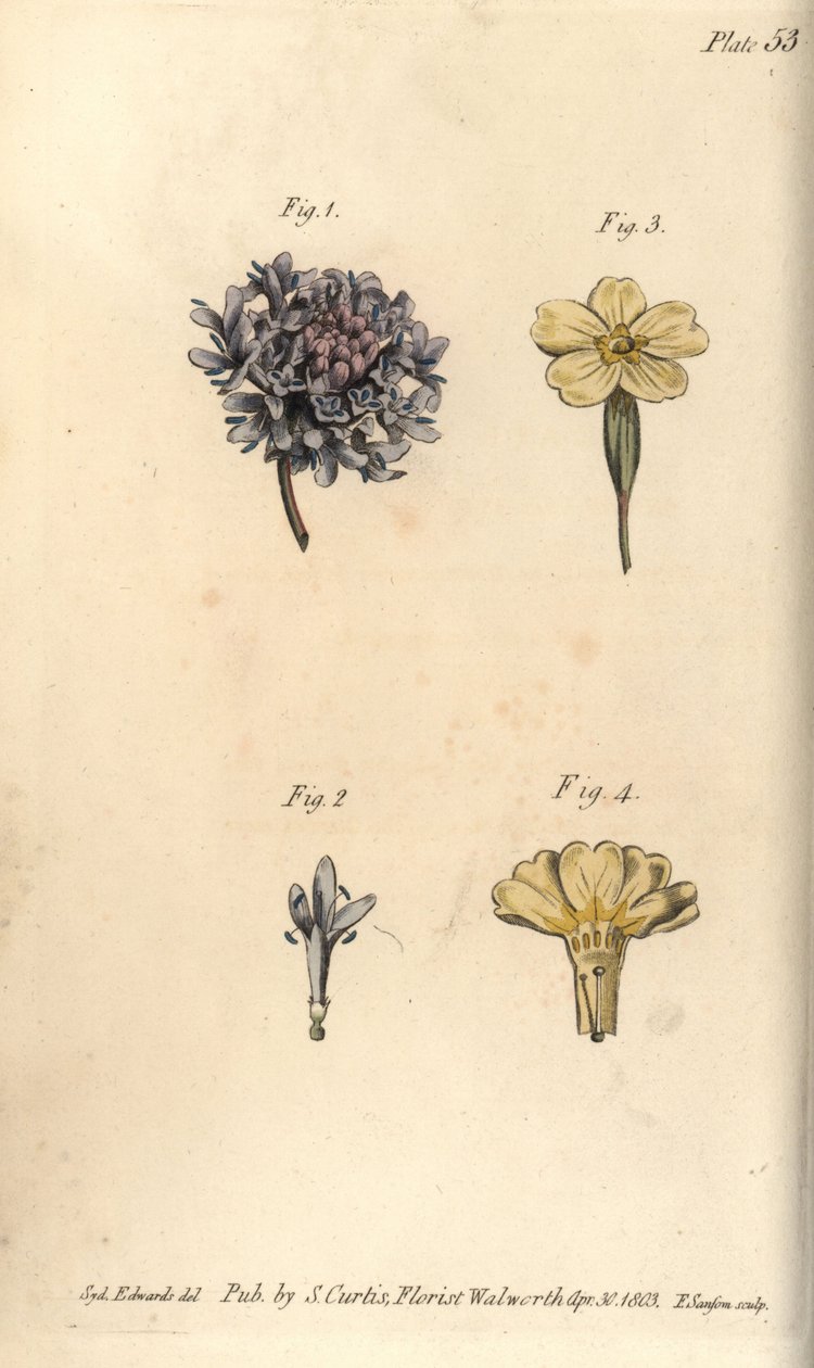 Rühes virág, Scabiosa atropurpurea, Tetrandria alkotó: Sydenham Teast Edwards