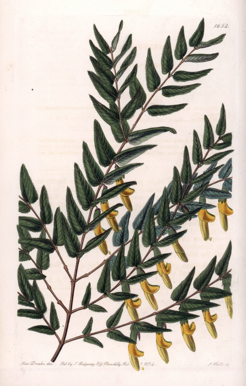 Scotia egy sima ágak – S.Watts által gravírozott tábla Sarah Anne Drake (1803-1857) illusztrációjáról, a Sydenham Edwards (1768-1819) botanikai nyilvántartásából, Anglia alkotó: Sydenham Teast Edwards
