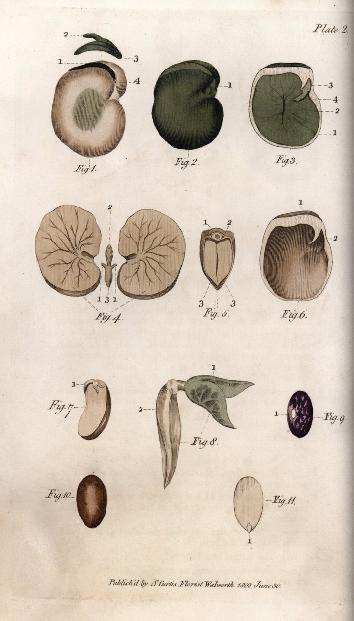 Magok és szekcióik: közönséges bab és fügemag fajtái. Színes rézmetszet, Sydenham Edwards (1768-1819) illusztrációja a Lambethi Botanikus Kert (Anglia) botanikai konferenciájához alkotó: Sydenham Teast Edwards
