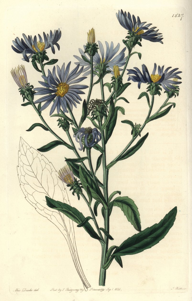 Shewy őszirózsa, Aster spectabilis. S. Watts kézi színű rézmetszet Miss Sarah Drake illusztrációja nyomán a Sydenham Edwards Botanical Register-ből, Ridgeway, London alkotó: Sydenham Teast Edwards