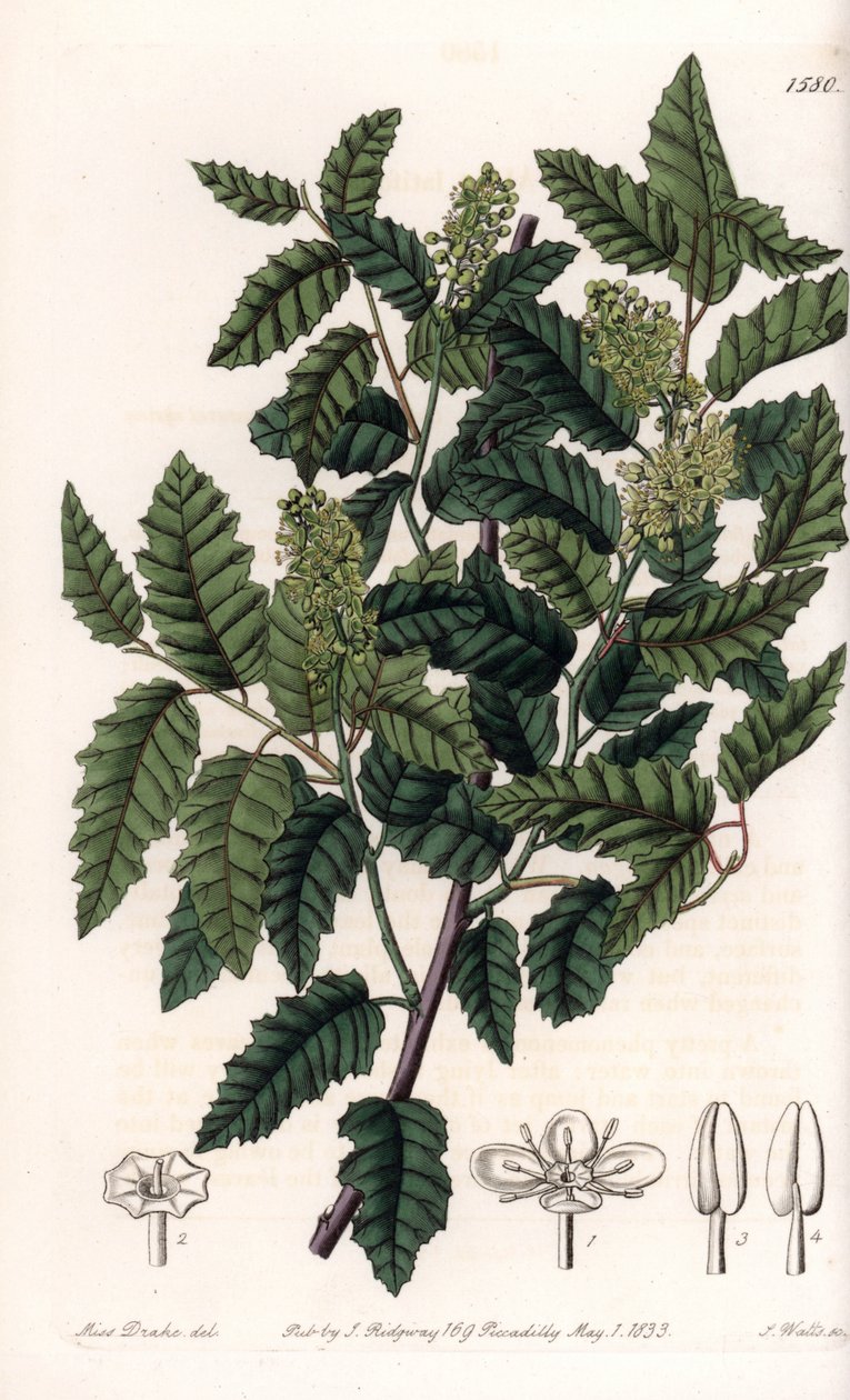Schinus latifolia cserje, paprikafajta - S. Watts által gravírozott tányér Sarah Anne Drake (1803-1857) illusztrációjáról, a Sydenham Edwards (1768-1819) botanikai nyilvántartásából, Angliából alkotó: Sydenham Teast Edwards