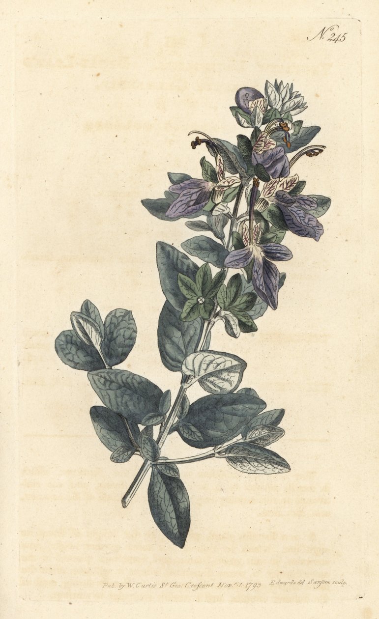 Bozótos germander, Teucrium fruticans (Teucrium latifolium) – Sansom kézzel színezett rézmetszet Sydenham Edwards illusztrációja után, William Curtis botanikai magazinjában, Londonban alkotó: Sydenham Teast Edwards