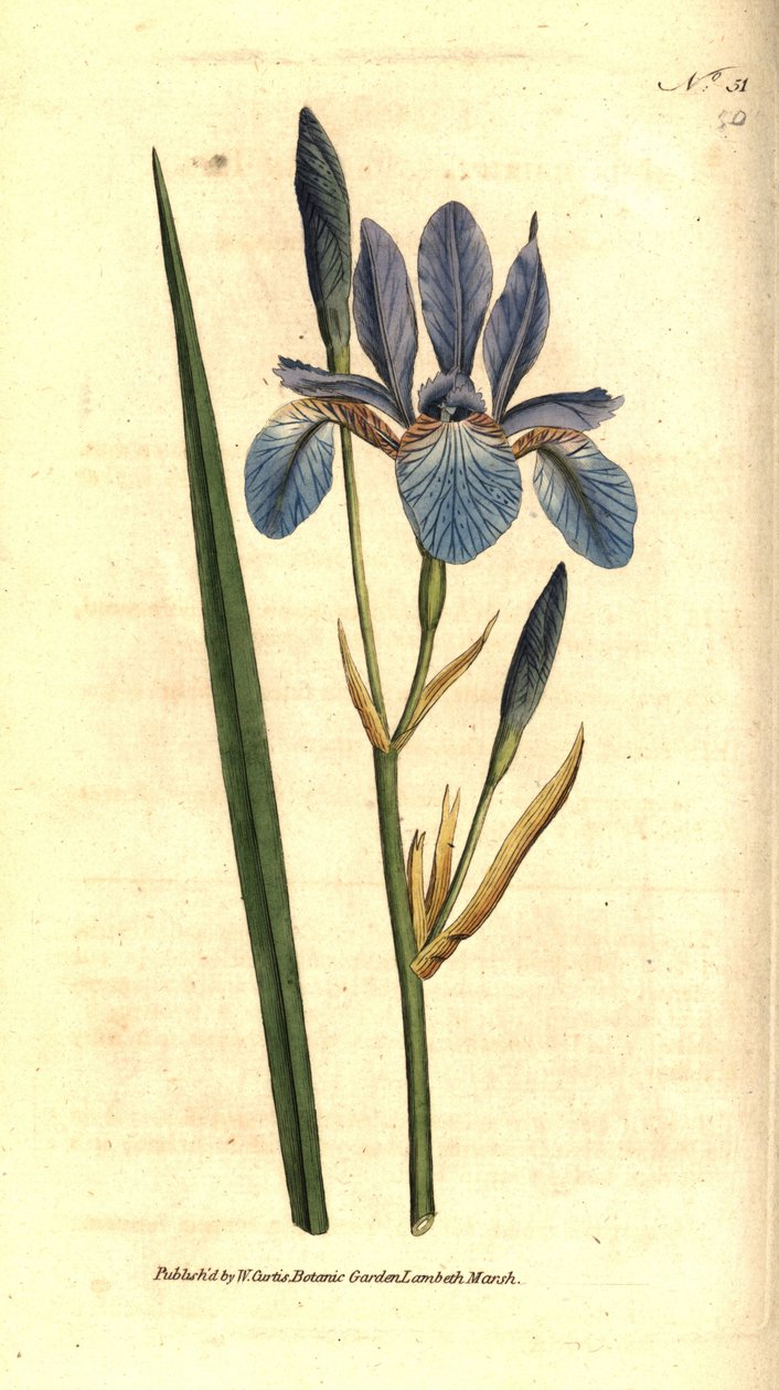 Szibériai írisz - szibériai írisz, Iris sibirica. Kézzel színezett rézmetszet James Sowerby botanikai illusztrációja nyomán William Curtis The Botanical Magazine-jából, Lambeth Marsh, London alkotó: Sydenham Teast Edwards