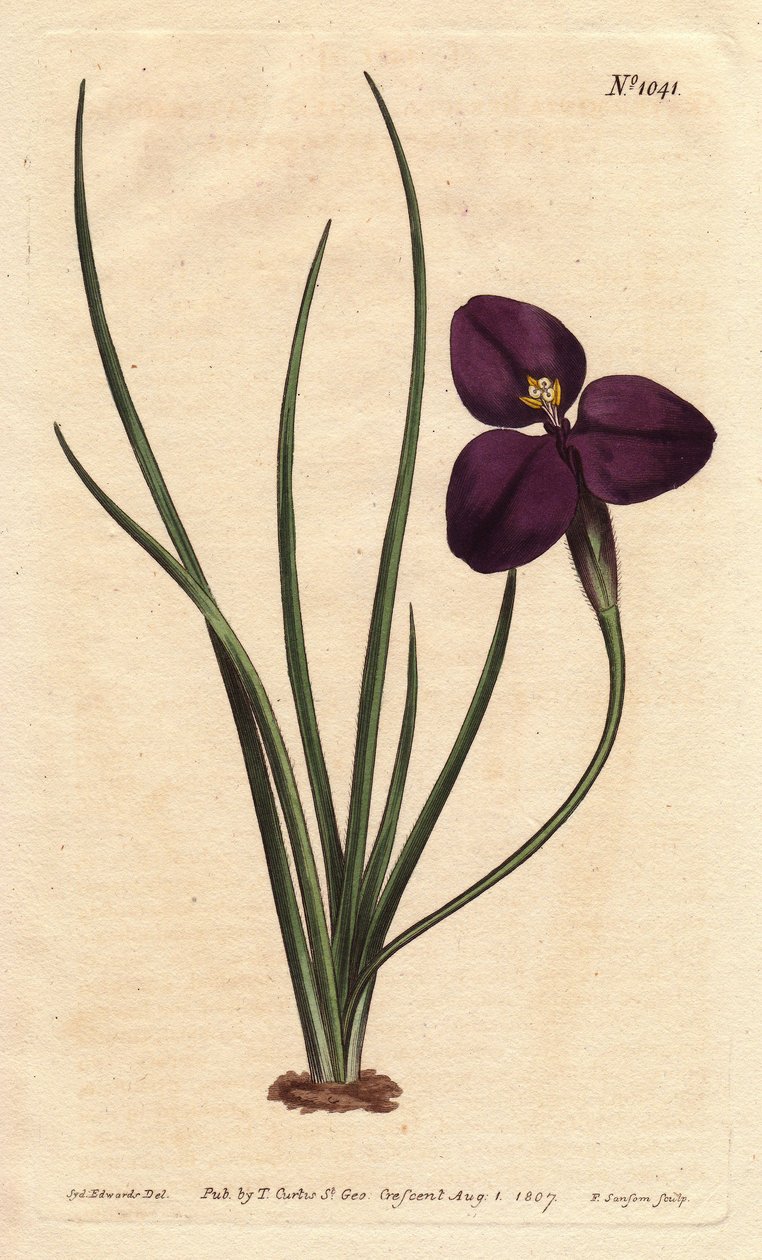 Selymes patersonia sötétlila virággal. Nevét Paterson ezredesről kapta, aki az ausztrál flórát tanulmányozta. Selymes patersonia sötétlila virággal. Ausztrália szülötte. Paterson ezredesről, Új-Dél-Wales helyettes kormányzójáról nevezték el. Patersonia ser alkotó: Sydenham Teast Edwards