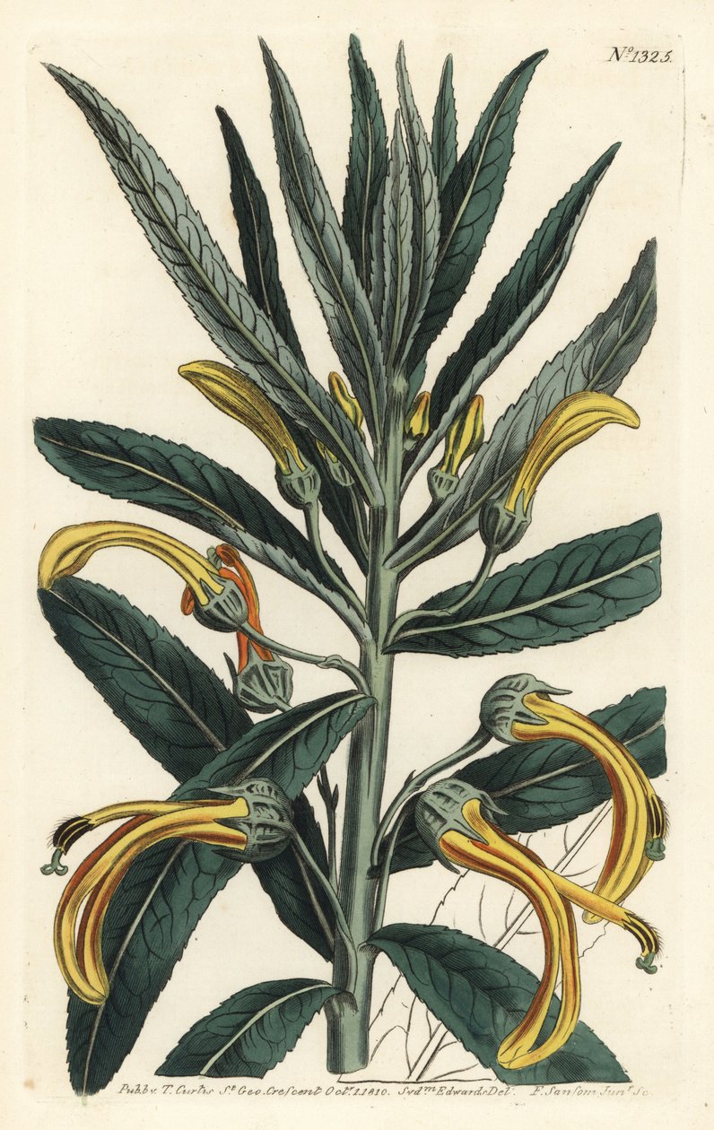 Siphocampylus giganteus, veszélyeztetett (gigantikus lobelia, Lobelia gigantea). F. Sansom Jr. kézi színű rézmetszete Sydenham Edwards illusztrációja után a William Curtis Botanical Magazine-ból, T. Curtis, London alkotó: Sydenham Teast Edwards