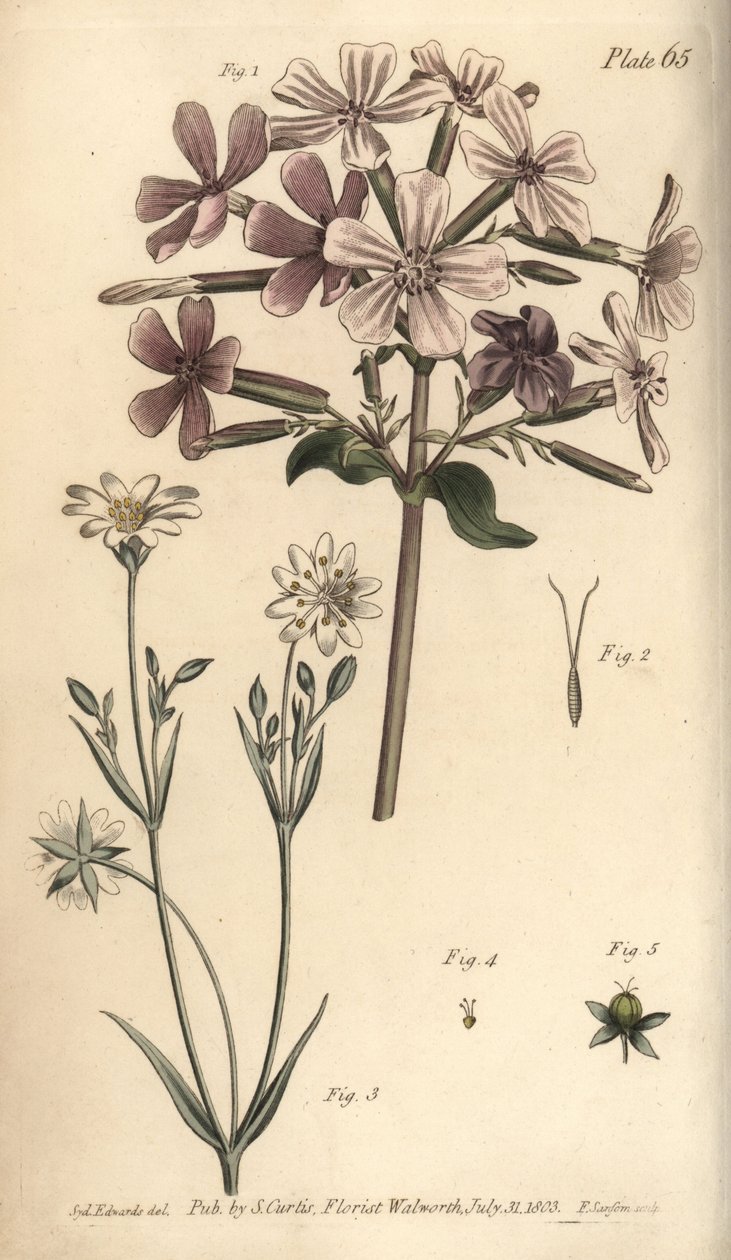 Szappanfű, Saponaria officinalis, Digynia alkotó: Sydenham Teast Edwards