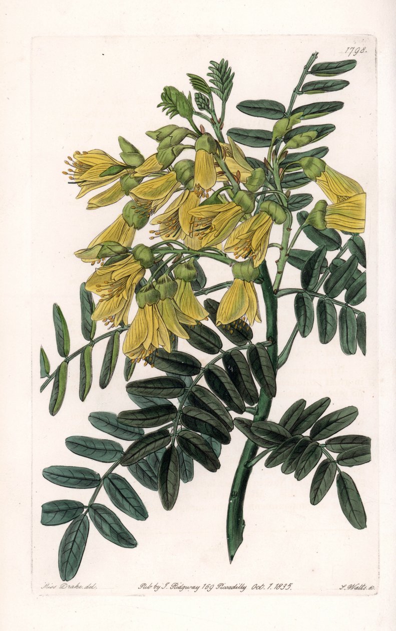 Dél-amerikai sophora variete – S.Watts vésette, Sarah Anne Drake (1803-1857) illusztrációjából, a Sydenham Edwards (1768-1819) botanikai nyilvántartásából, Anglia alkotó: Sydenham Teast Edwards