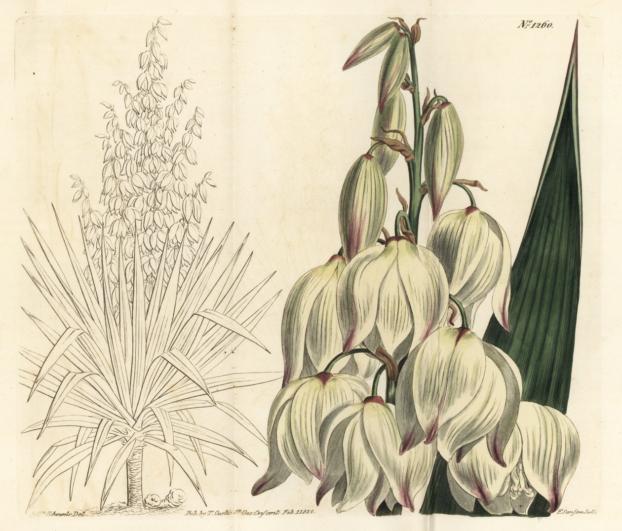 Spanyol tőr vagy kiváló Ádámtű, Yucca gloriosa. F. Sansom Jr. kézi színű rézmetszete Sydenham Edwards illusztrációja után a William Curtis Botanical Magazine-ból, T. Curtis, London alkotó: Sydenham Teast Edwards