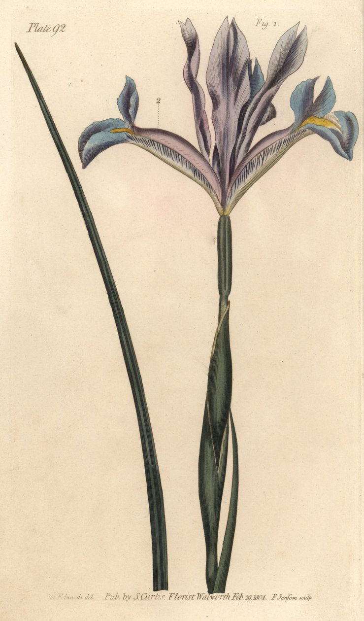Spanyol írisz, Iris xiphium. F. Sansom kézi színű rézmetszete Sydenham Edwards botanikai illusztrációjáról William Curtis Botanikai előadásaihoz, a lambethi botanikus kertben alkotó: Sydenham Teast Edwards