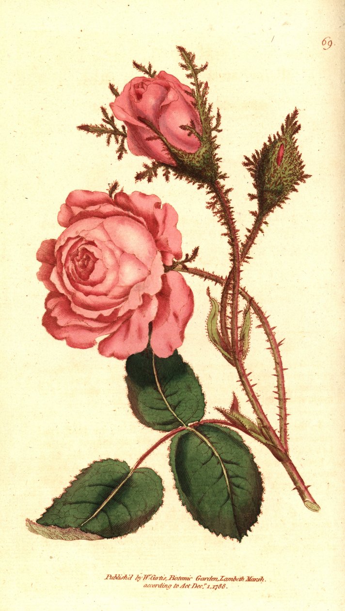 Csillogó rózsa (szikrázó rózsa) - Pink moha, Rosa centifolia f. muscosa (Rosa muscosa). Kézzel színezett rézmetszet William Curtis The Botanical Magazine botanikai illusztrációja után, Lambeth Marsh, London alkotó: Sydenham Teast Edwards