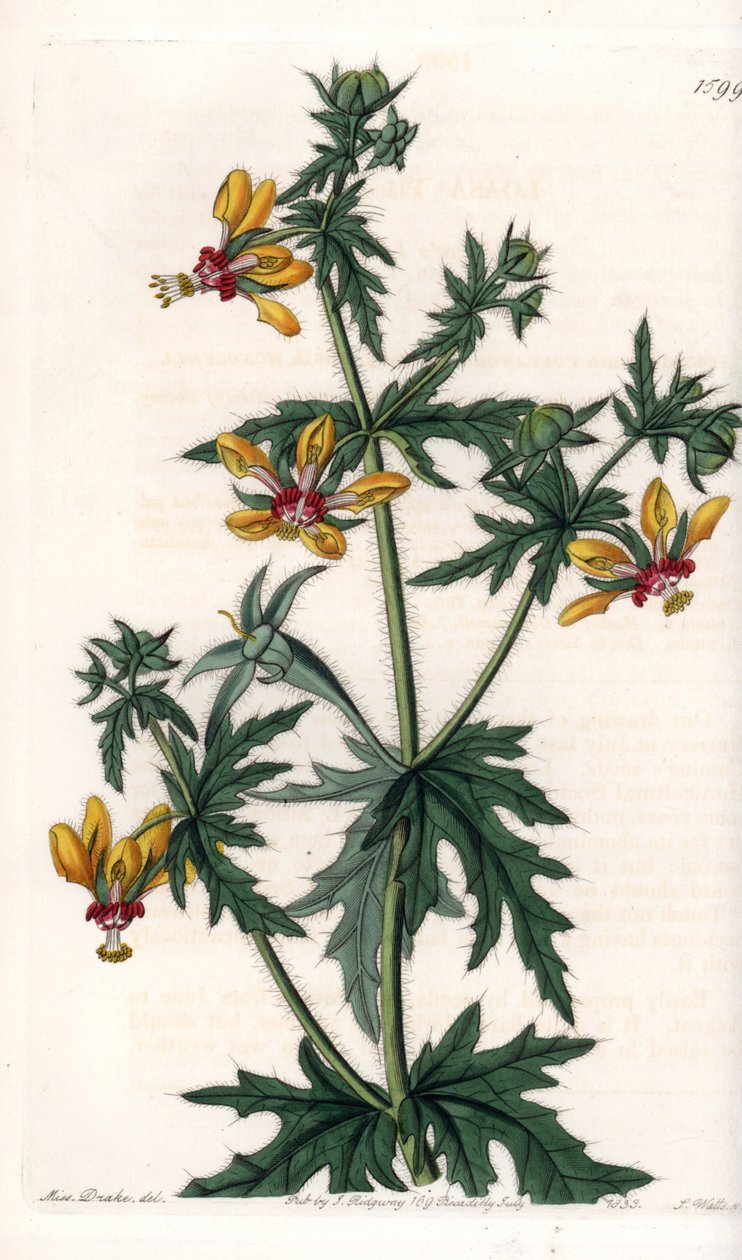 Fűszeres mák – S.Watts által gravírozott tábla Sarah Anne Drake (1803-1857) illusztrációjáról, a Sydenham Edwards (1768-1819) botanikai nyilvántartásából, Angliából alkotó: Sydenham Teast Edwards
