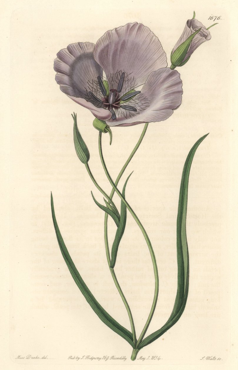 Splendid calochorte (splendid mariposa), őshonos Kaliforniában - Szatiny calochortus vagy pompás mariposa liliom, Calochortus splendens, Kaliforniában őshonos - S. Watts kézi színű rézmetszet Miss Drake illusztrációja után, Sydenham Edwartól alkotó: Sydenham Teast Edwards