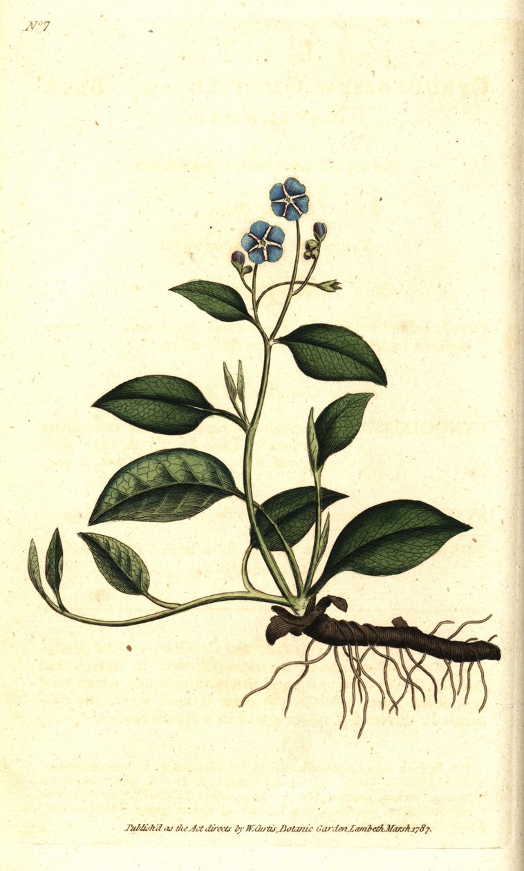 Spring Omphalodes vagy Printaniere Little Borage - Kúszó köldökfű, Omphalodes verna (kék köldökfű, Cynoglossum omphalodes). Kézzel színezett rézmetszet James Sowerby botanikai illusztrációja nyomán William Curtis The Botanical Magazine-jából, L. alkotó: Sydenham Teast Edwards